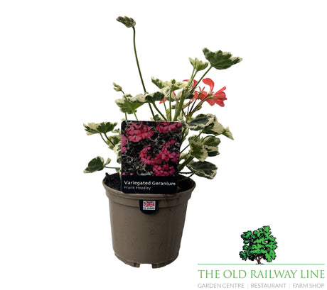 Geranium Variegated 'Frank Headley' Plant - 1Ltr Pot - Old Railway Line Garden Centre