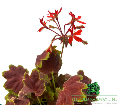 Geranium Variegated 'Vancouver Centennial' Plant - 1Ltr Pot - Old Railway Line Garden Centre