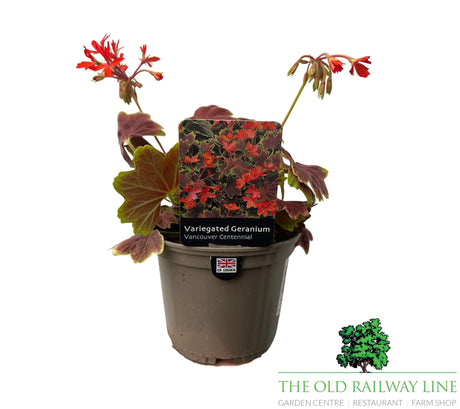 Geranium Variegated 'Vancouver Centennial' Plant - 1Ltr Pot - Old Railway Line Garden Centre