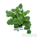 Geum ‘Lady Stratheden’ – 1Ltr Pot