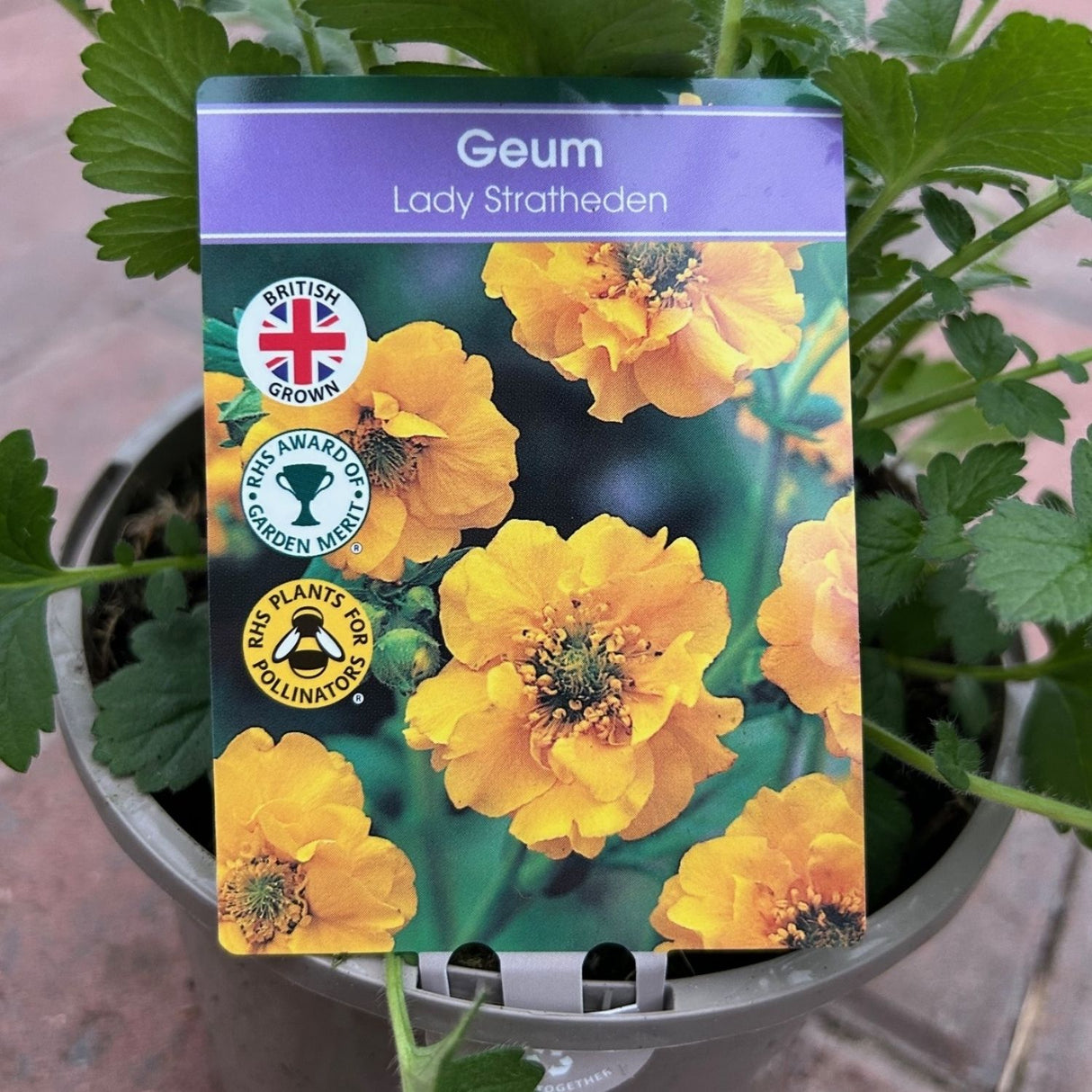 Geum ‘Lady Stratheden’ – 1Ltr Pot
