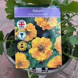 Geum ‘Lady Stratheden’ – 1Ltr Pot
