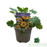 Geum ‘Lady Stratheden’ – 1Ltr Pot