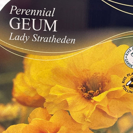 Geum 'Lady Stratheden' Plant -  Ltr Pot