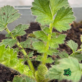 Geum 'Lady Stratheden' Plant -  Ltr Pot