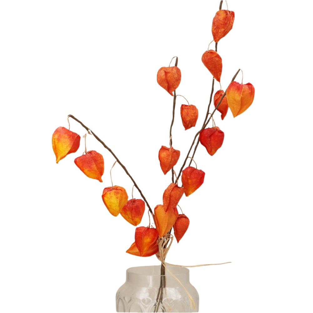 Gisela Graham Physallis Stem