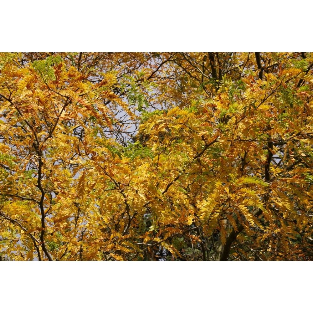 Locust Tree ‘Sunburst’ Gleditsia triacanthos 12Ltr Pot