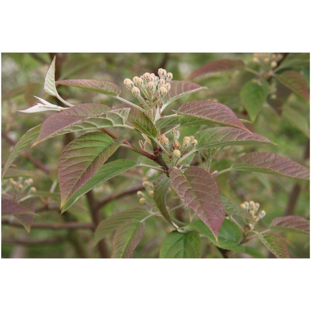 Crab Apple Tree 'Malus Golden Glory' 12Ltr Pot