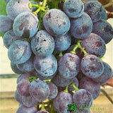 Grape Vine 'Black Hamburg' Fruit Bush - 3Ltr Pot