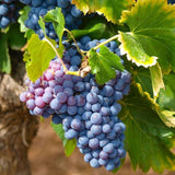 Grape Vine 'Black Hamburg' Fruit Bush - 3Ltr Pot