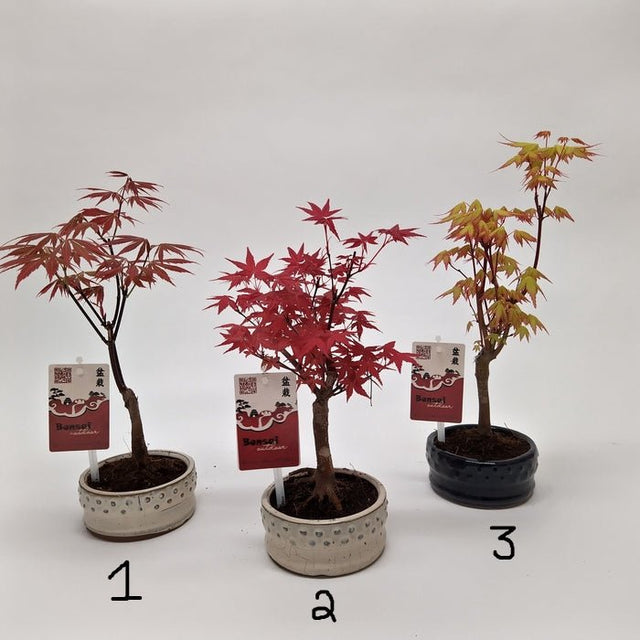 Green Inspiration Acer Bonsai Mixed 12cm Pot (Choice of 3) - Old Railway Line Garden Centre