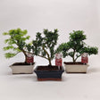 Green Inspiration Acer Bonsai Mixed 20cm Pot (Choice of 3) - Old Railway Line Garden Centre