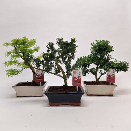 Green Inspiration Acer Bonsai Mixed 20cm Pot (Choice of 3) - Old Railway Line Garden Centre