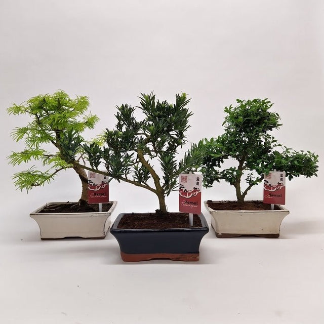 Green Inspiration Acer Bonsai Mixed 20cm Pot (Choice of 3) - Old Railway Line Garden Centre