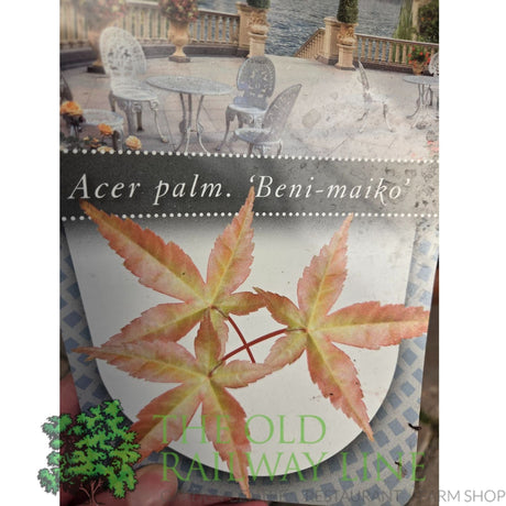 Green Inspiration Acer Palmatum 'Beni Maiko' 55Ltr Pot - Old Railway Line Garden Centre