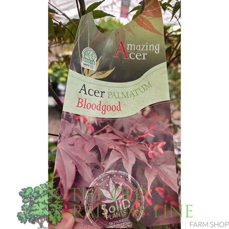 Green Inspiration Acer Palmatum 'Bloodgood' 55Ltr Pot - Old Railway Line Garden Centre