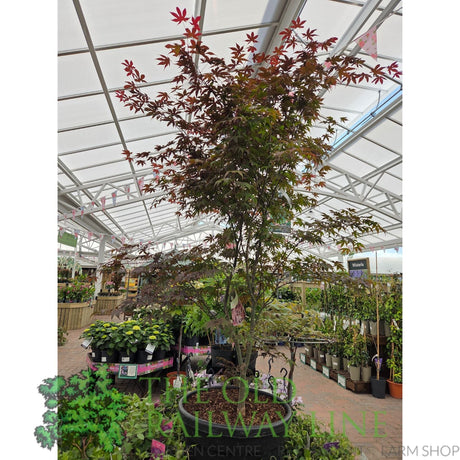 Green Inspiration Acer Palmatum 'Bloodgood' 55Ltr Pot - Old Railway Line Garden Centre