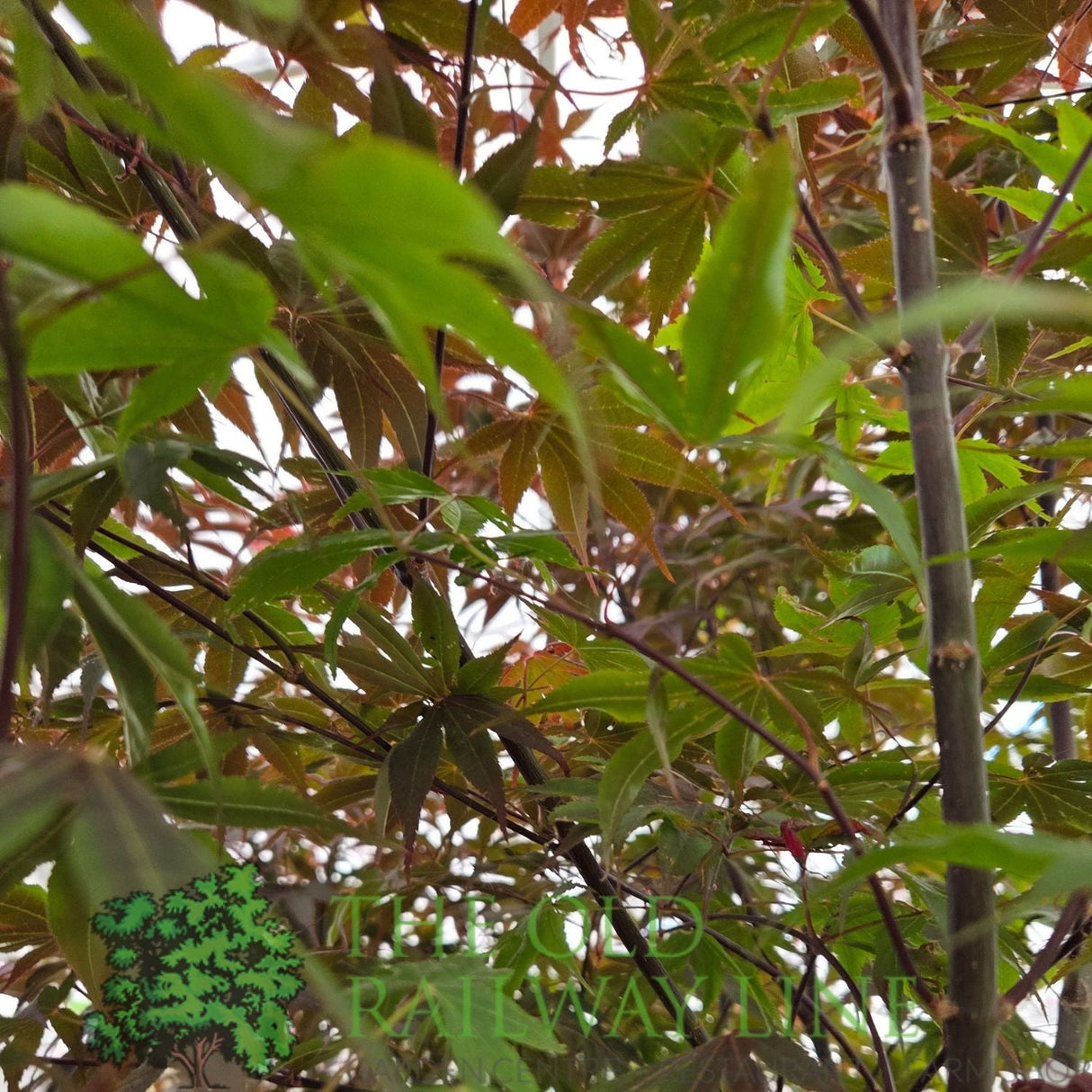 Green Inspiration Acer Palmatum 'Bloodgood' 55Ltr Pot - Old Railway Line Garden Centre