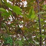 Green Inspiration Acer Palmatum 'Bloodgood' 55Ltr Pot - Old Railway Line Garden Centre