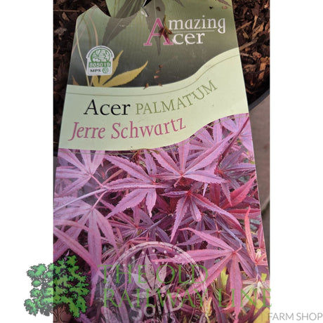 Green Inspiration Acer Palmatum 'Jerre Schwartz' 7.5Ltr Pot - Old Railway Line Garden Centre