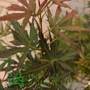 Green Inspiration Acer Palmatum 'Jerre Schwartz' 7.5Ltr Pot - Old Railway Line Garden Centre
