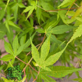 Green Inspiration Acer Palmatum 'Katsura' 55Ltr Pot - Old Railway Line Garden Centre
