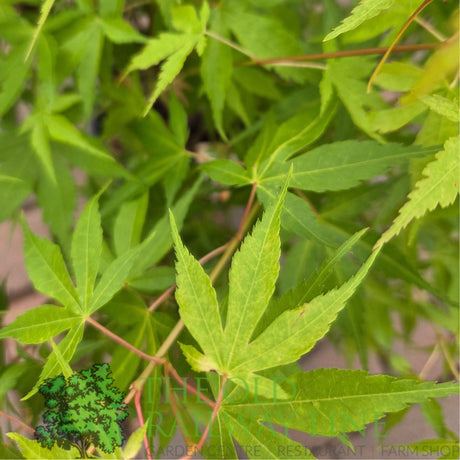 Green Inspiration Acer Palmatum 'Katsura' 55Ltr Pot - Old Railway Line Garden Centre