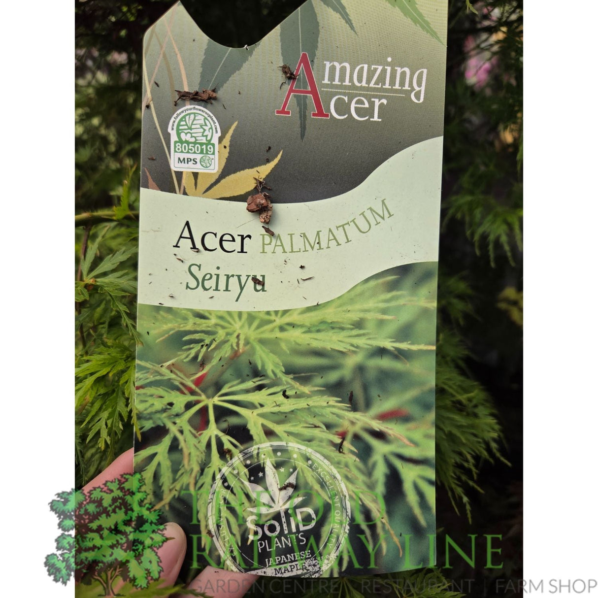 Green Inspiration Acer Palmatum 'Seiryu' 55Ltr Pot - Old Railway Line Garden Centre