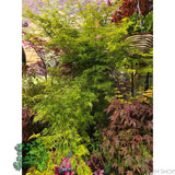 Green Inspiration Acer Palmatum 'Seiryu' 55Ltr Pot - Old Railway Line Garden Centre