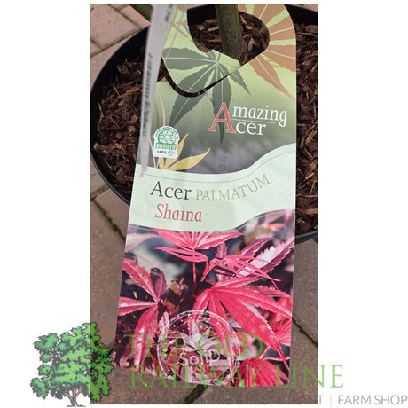 Green Inspiration Acer Palmatum 'Shaina' 7.5Ltr Pot - Old Railway Line Garden Centre