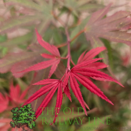 Green Inspiration Acer Palmatum 'Shaina' 7.5Ltr Pot - Old Railway Line Garden Centre