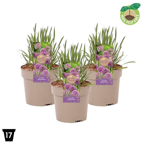 Green Inspiration Allium 'Millenium' 2Ltr Pot - Old Railway Line Garden Centre