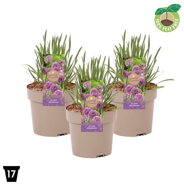 Green Inspiration Allium 'Millenium' 2Ltr Pot - Old Railway Line Garden Centre