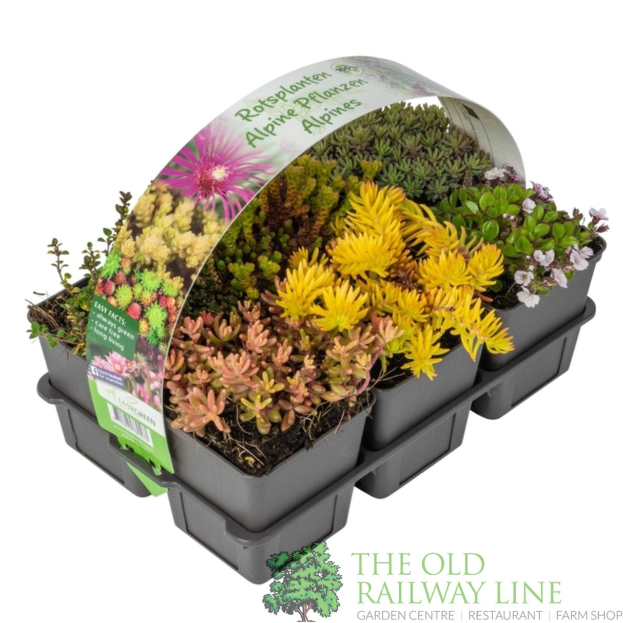 Green Inspiration Alpine/Rockery Mixed (Pack of 6) - Old Railway Line Garden Centre