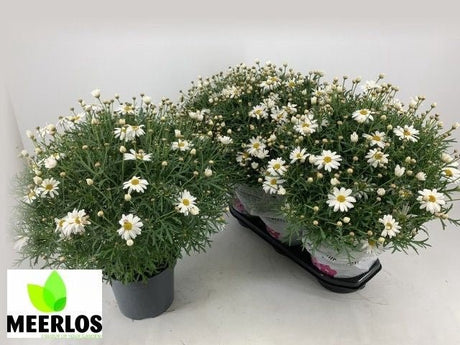 Green Inspiration Argyranthemum Frutescens White 14cm Pot - Old Railway Line Garden Centre