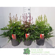 Green Inspiration Astilbe Mixed 7.5Ltr Pot (Choice of 3) - Old Railway Line Garden Centre