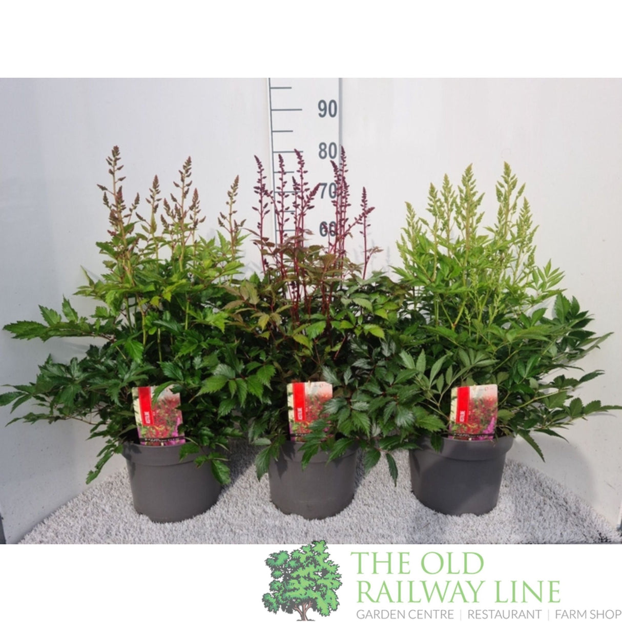 Green Inspiration Astilbe Mixed 7.5Ltr Pot (Choice of 3) - Old Railway Line Garden Centre