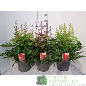 Green Inspiration Astilbe Mixed 7.5Ltr Pot (Choice of 3) - Old Railway Line Garden Centre