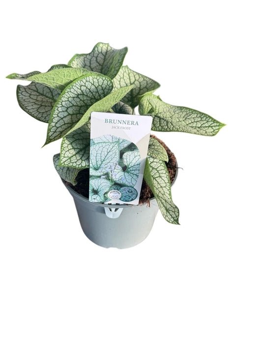 Green Inspiration Brunnera macrophylla 'Jack of Diamonds' 3Ltr Pots - Old Railway Line Garden Centre