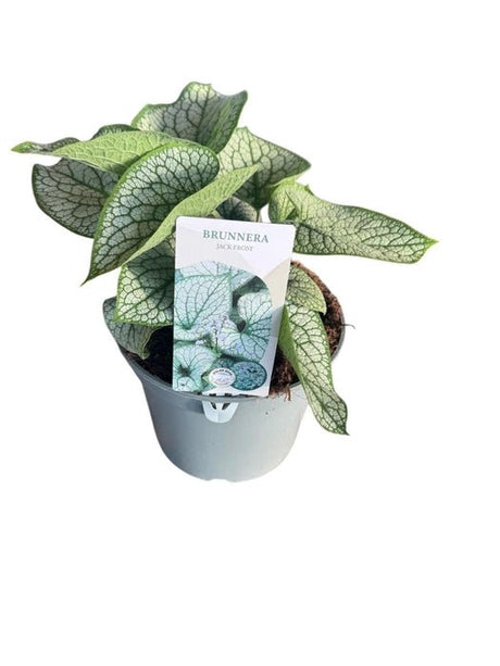 Green Inspiration Brunnera macrophylla 'Jack of Diamonds' 3Ltr Pots - Old Railway Line Garden Centre