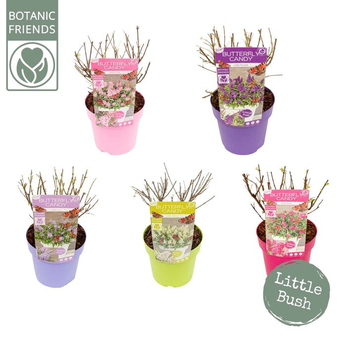 Green Inspiration Buddleja 'Butterfly Candy' Little Pink Mixed 3Ltr Pot - Old Railway Line Garden Centre