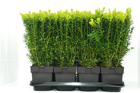Green Inspiration Buxus 'Sempervirens' Bush 2Ltr Pot - Old Railway Line Garden Centre