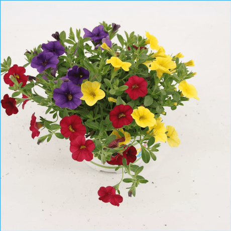 Green Inspiration Calibrachoa 'Trixi Bolero' 12cm Pot - Old Railway Line Garden Centre