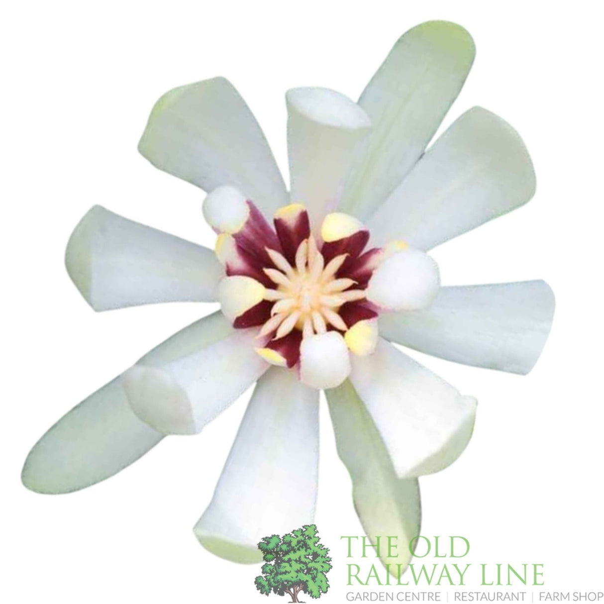 Green Inspiration Calycanthus 'Venus' 3Ltr Pot - Old Railway Line Garden Centre