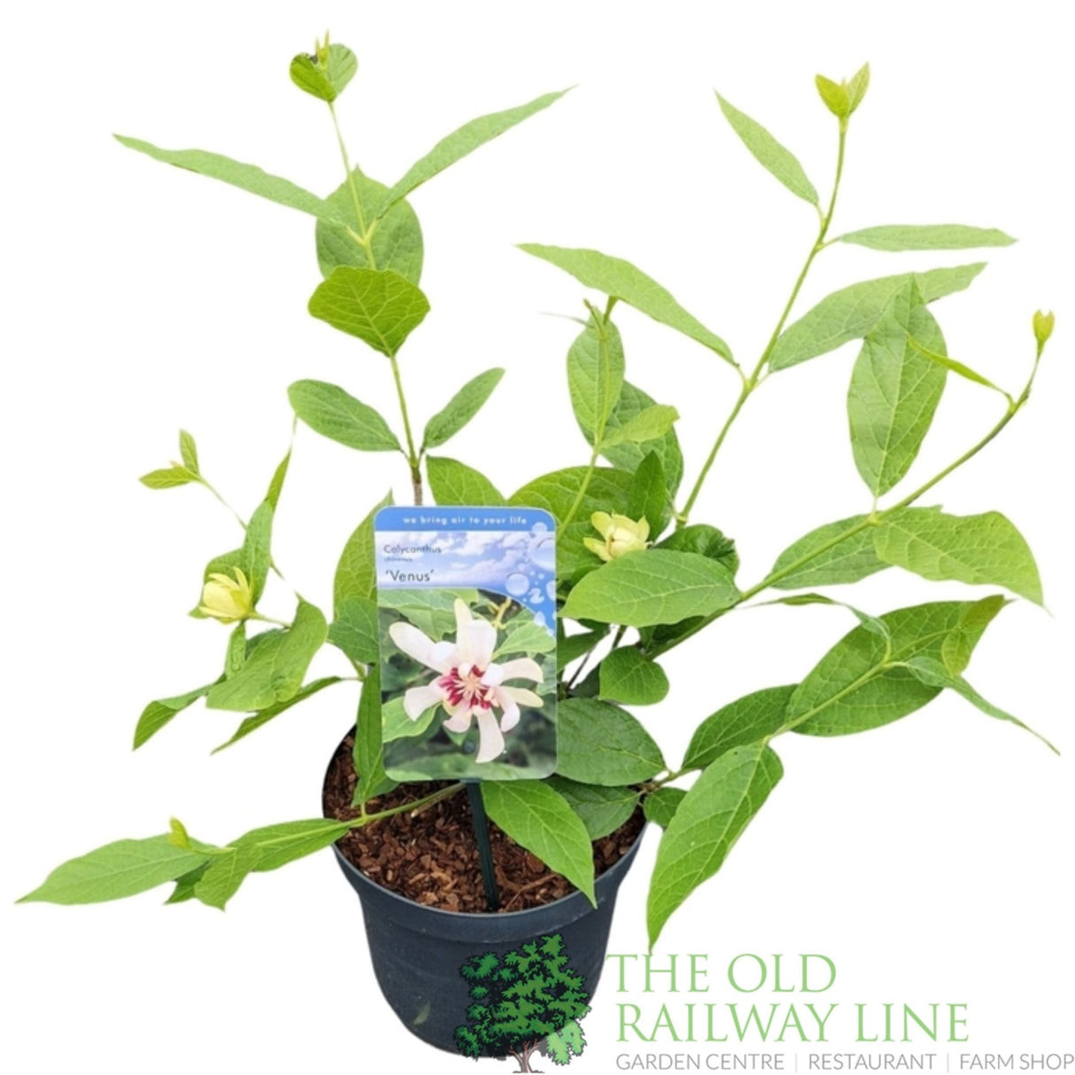Green Inspiration Calycanthus 'Venus' 3Ltr Pot - Old Railway Line Garden Centre