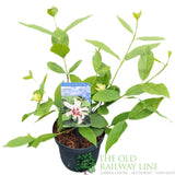 Green Inspiration Calycanthus 'Venus' 3Ltr Pot - Old Railway Line Garden Centre