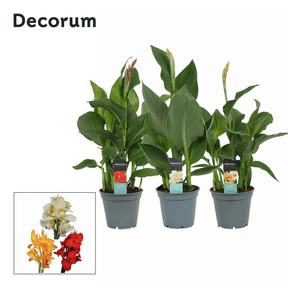 Green Inspiration Canna Lilies Mixed 17cm Pot - Old Railway Line Garden Centre