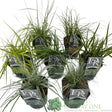 Green Inspiration Carex Mixed 2Ltr Pot - Old Railway Line Garden Centre