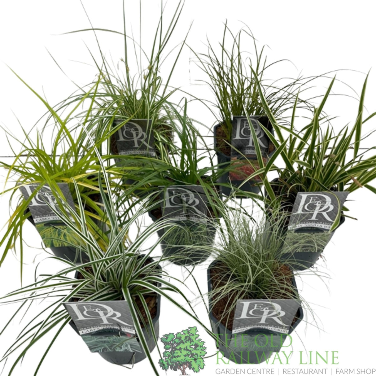 Green Inspiration Carex Mixed 2Ltr Pot - Old Railway Line Garden Centre