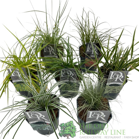 Green Inspiration Carex Mixed 2Ltr Pot - Old Railway Line Garden Centre